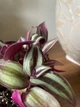 Суккулент Традесканция (Tradescantia), контейнер 9*9*10 см (s001m) - изображение 5
