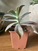 Суккулент Граптоверия Фред Ивз (Graptoveria Fred Ives), контейнер 9*9*10 см (s022m) - изображение 4