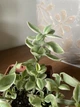 Суккулент Аптения кордифолия вариегата (Aptenia cordifolia variegata), контейнер 9*9*10 см (s005m) - изображение 4