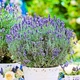 Лаванда Dwarf Blue Вузьколиста Фіолетовий Саджанці Florium - зображення 1