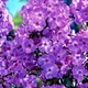Флокс Pixie Miracle Grace Florium - зображення 1