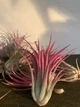 Тилландсия атмосферная Tillandsia, 15-25см - изображение 6
