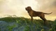 Ключ активации theHunter: Call of the Wild™ - Greenhorn Bundle для Xbox One/Series - изображение 4