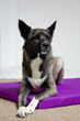 Матрас Lucky Pet Харлей для собак и кошек №1 40 x 50 x 5 см Фиолетовый (4820224213064) - изображение 4