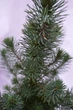 Сосна Пінія Pinus Silver Crest (висота 40-50см) - изображение 3