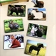 Деревянные Досточки Сегена "Следы зверей" Ubumblebees (ПСД094) PSD094 с узорами - изображение 3