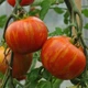 Семена Томат Кабанята, 0,1 г (GL Seeds) - изображение 2