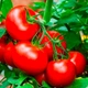 Насіння Томат Казка, 0,25 г (GL Seeds) - зображення 2
