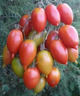 Семена Томат Королевский пингвин, 0,15 г (GL Seeds) - изображение 2