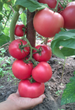 Насіння Томат Божественний, 0,1 г (GL Seeds) - зображення 3