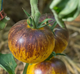 Семена Томат Полоски былых времен, 0,1 г (GL Seeds) - изображение 2