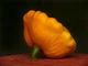 Семена Патиссон НЛО, 3 г (GL Seeds) - изображение 3