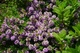 Насіння Суміш Кухонні трави, 20 г (GL Seeds) - зображення 6