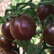 Семена Томат Блэк черри, 0,1 г (GL Seeds) - изображение 3