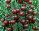 Семена Томат Блэк черри, 0,1 г (GL Seeds) - изображение 4