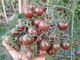 Семена Томат Блэк черри, 0,1 г (GL Seeds) - изображение 5