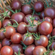 Семена Томат Блэк черри, 0,1 г (GL Seeds) - изображение 6