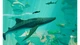 Ключ активації ABZU для Xbox One/Series - зображення 3