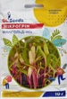 Семена микрогрин Мангольд микс микрозелень (10 г), Professional, TM GL Seeds - изображение 1