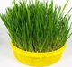 Семена Трава для собак Лесси, 10 г (GL Seeds) - изображение 2