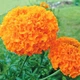 семена Бархатцы Купидон оранжевый 0,5г - изображение 3