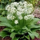 Семена Черемша 0,1г GL Seeds - изображение 2