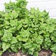 Семена Шпинат Новозеландский 2г GL Seeds - изображение 3
