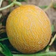Семена Дыня Колхозница 1г Семена Украины - изображение 2