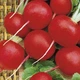 семена Редис Фараон 100г (оброблене) Moravoseed - изображение 1
