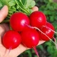 семена Редис Фараон 100г (оброблене) Moravoseed - изображение 2
