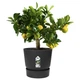 Горщик Elho greenville bowl 47cm графіт 332389 - зображення 4