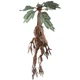 Іграшка плюшева The Noble Collection HARRY POTTER Mandrake Collector Plush electronic (Гаррі Поттер) NN7506 - зображення 4