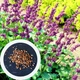 Шавлія мутовчаста насіння (20 шт) (Salvia verticillata) сальвія бузкова кільчаста криничник - зображення 2