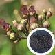 Норічник насіння (0,1 г близько 1000 шт) (Scrophularia nodosa) - зображення 3