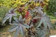 Кліщивина насіння (20 шт) (Ricinus commúnis) рицина звичайна боби рицинові - зображення 2