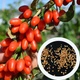 Ягода годжі насіння 20 штук - зображення 1
