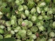 Лещина древовидная семена (20 шт) (Corylus colurna) турецкий фундук медвежий орех - изображение 2