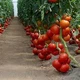 семена Томат Бобкат F1 10нас Syngenta - изображение 2