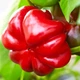 семена Перец Бихар F1 10сем Lark Seeds - изображение 1