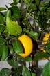 Цитрус Limone, горщик ⌀21, висота 70-80см - изображение 2