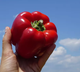 Семена Перец сладкий Красный сыр, 0,25 г (GL Seeds) - изображение 4