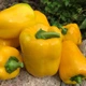 Семена Перец сладкий Звезда востока желтая, 0,25 г (GL Seeds) - изображение 4