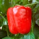 Семена Перец сладкий Геракл, 0,25 г (GL Seeds) - изображение 3