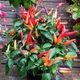 Семена Перец острый Маскарад, декоративный, 0,25 г (GL Seeds) - изображение 2