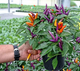 Семена Перец острый Маскарад, декоративный, 0,25 г (GL Seeds) - изображение 3