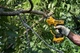 Sekator ogrodowy DeWALT DCMPP568N - obraz 7