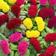 Семена Целозия гребенчатая Джессика Florium (726198) - изображение 2