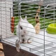 Клетка для кроликов и морских свинок Ferplast Rabbit 100 95х57х46 см Серая (57052070) - изображение 7