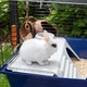 Клетка для кроликов и морских свинок Ferplast Rabbit 120 118х58.5х49.5 см Синяя (57053070) - изображение 5