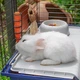 Клетка для кроликов и морских свинок Ferplast Rabbit 120 118х58.5х49.5 см Синяя (57053070) - изображение 7